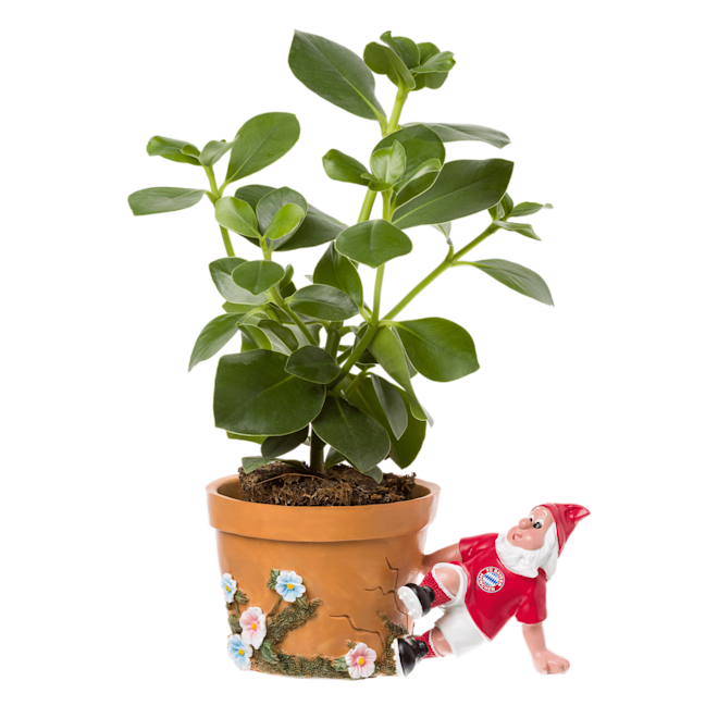 Plant pot Tackle Plant pot Tackle