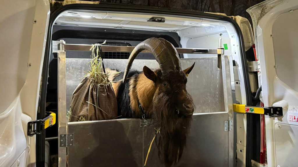 Eine Ziege schaut aus einem Auto
