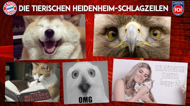 heidenheim-gif