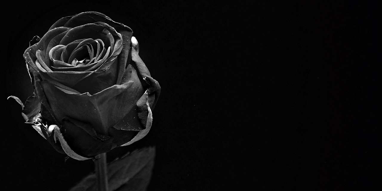 rose-1460773_1920