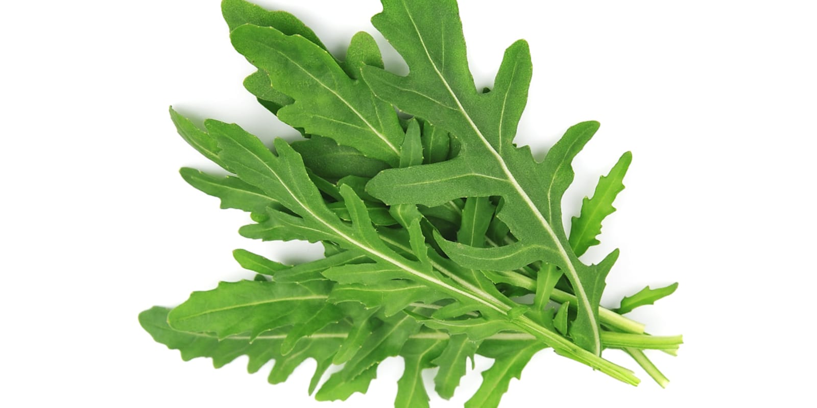 Rucola