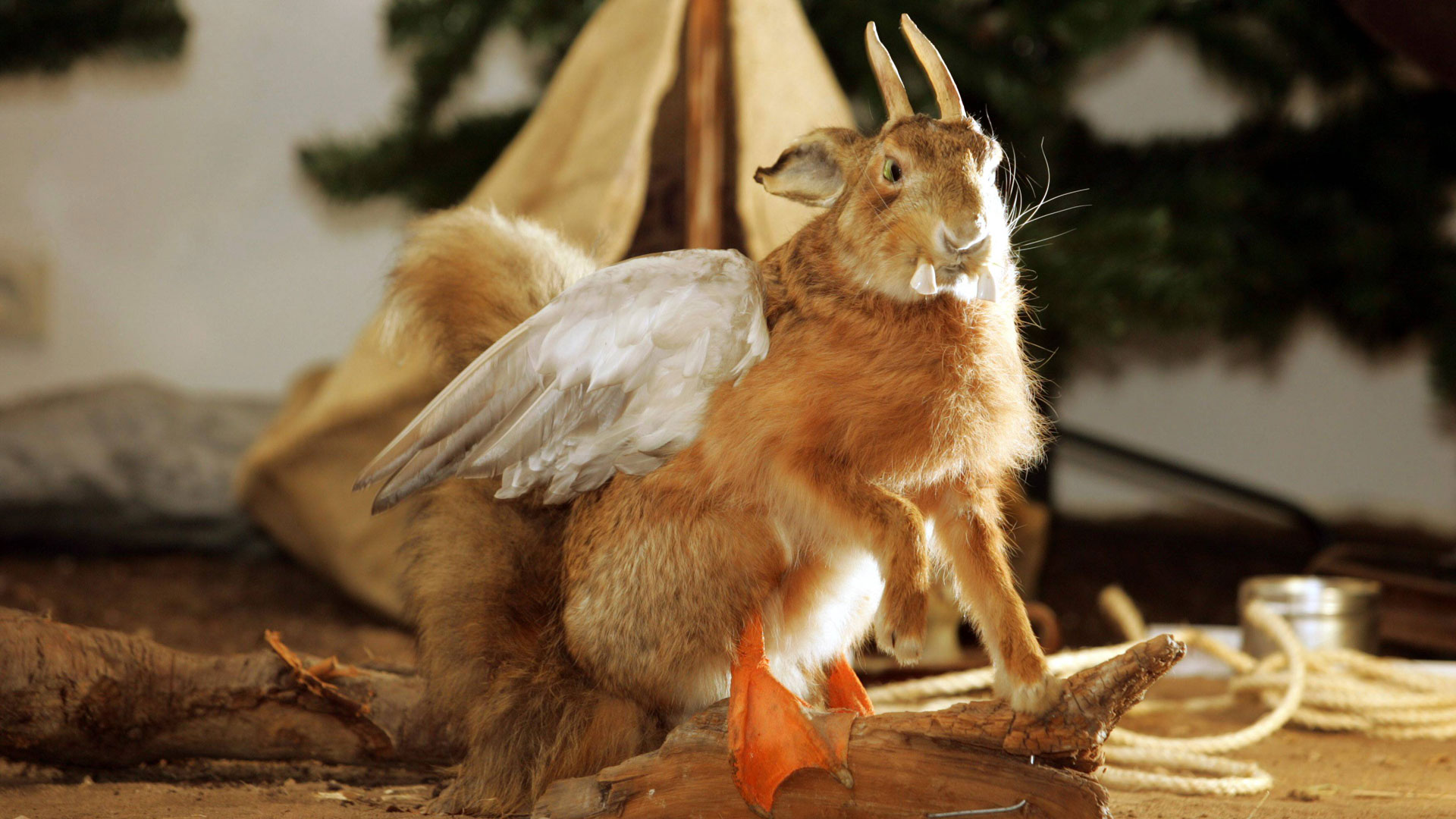 wolpertinger_ima