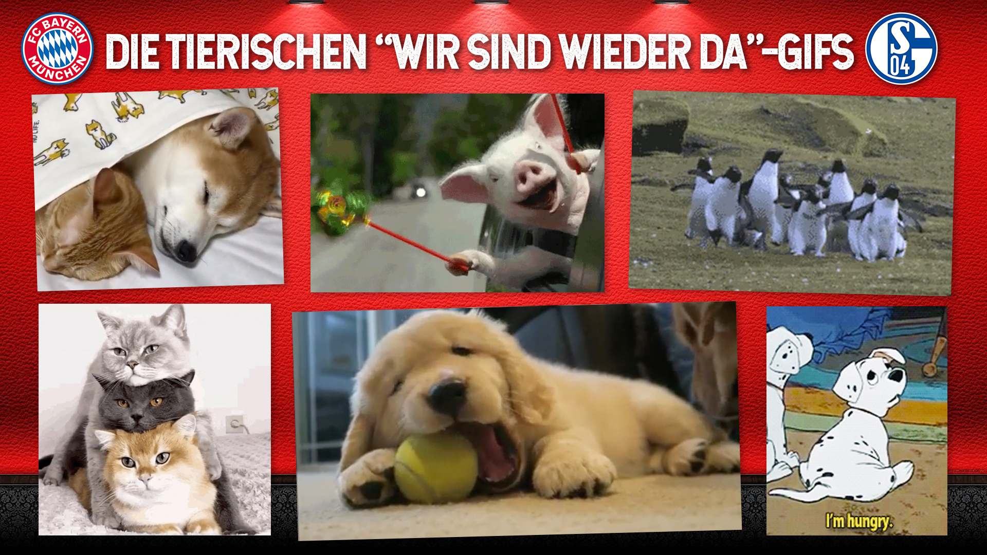 wieder-da-gifs