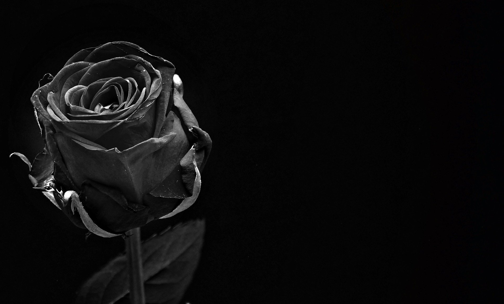 rose-1460773_1920